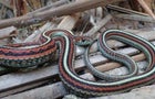 0904-satmo-gartersnakes-785952-640x360.jpg 