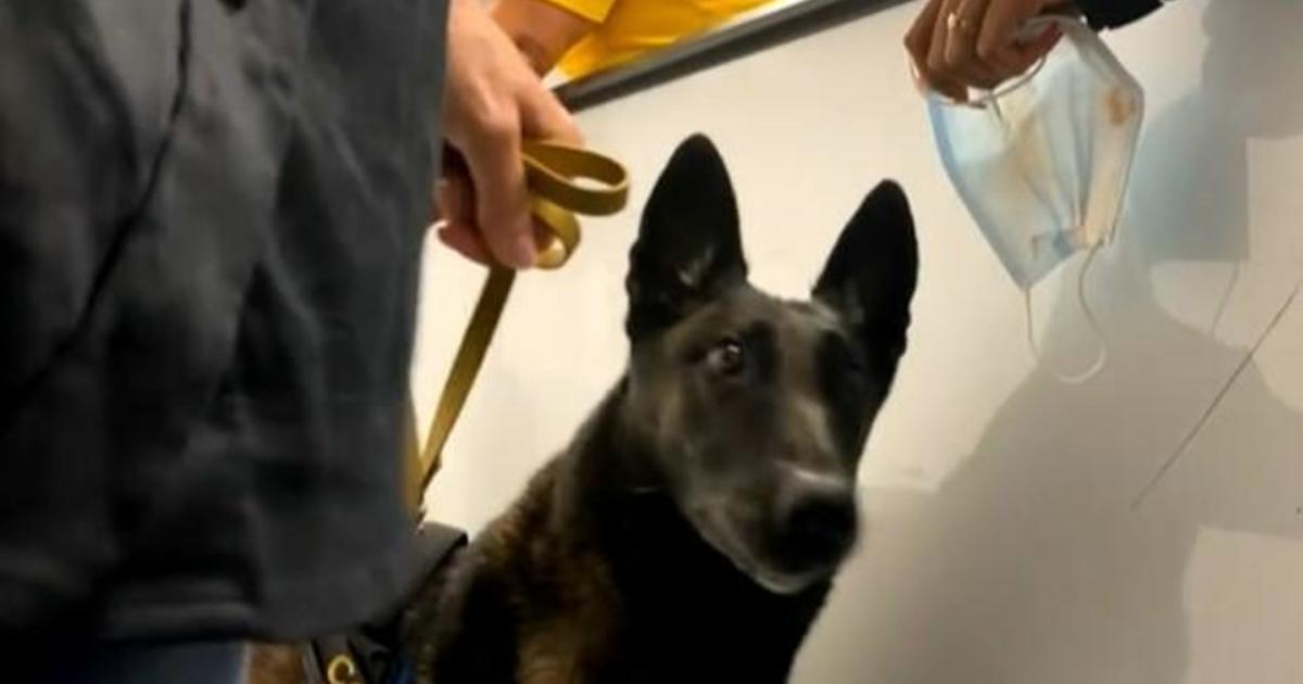 Miami International Airport boasting world's first COVID-detecting dogs