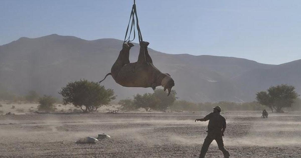 Researchers who dangled a dozen endangered rhinos upside down earn Ig Nobel