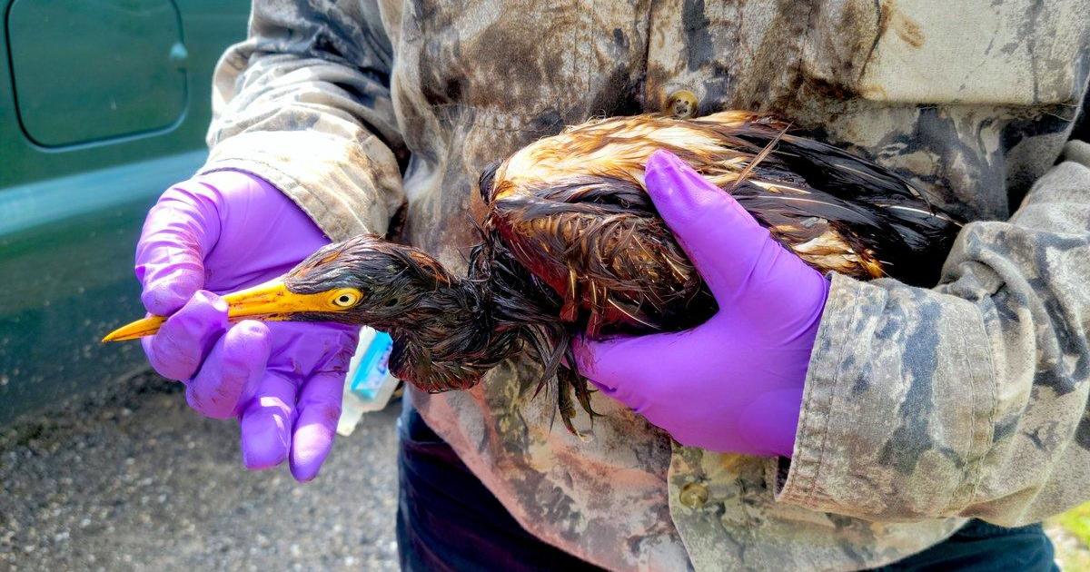 Oil-soaked birds found near oil spill at refinery in wake of Hurricane Ida