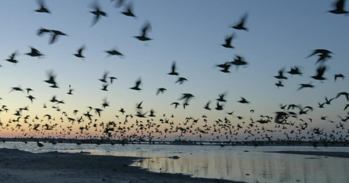 A migration odyssey: Tagging whimbrel shorebirds