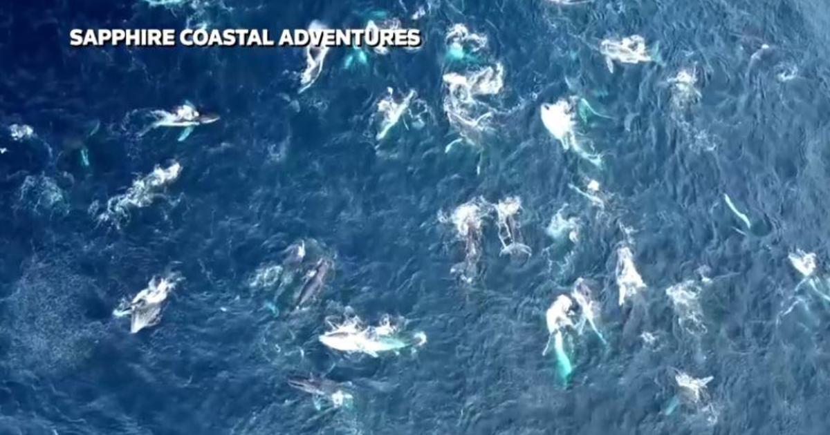 Stunning images capture rare "megapod" of humpback whales