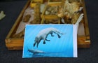 EGYPT-DAKAHLIA-MANSOURA UNIVERSITY-AMPHIBIOUS WHALE FOSSIL-RESEARCH 