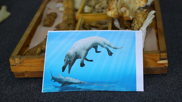 EGYPT-DAKAHLIA-MANSOURA UNIVERSITY-AMPHIBIOUS WHALE FOSSIL-RESEARCH 