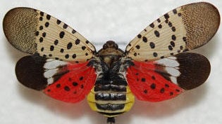 spotted-lanternfly-5524251.jpg 