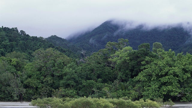 Rainforest, Cape Tribulation, Queensland 
