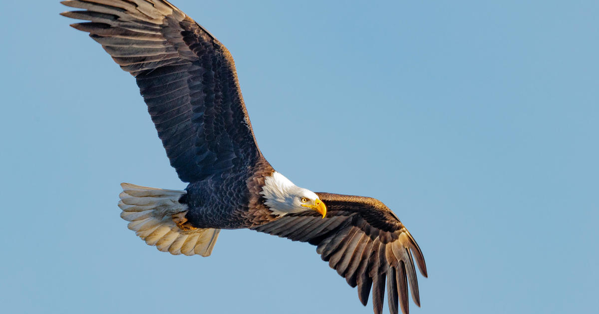 Bald eagles and other birds' behavior may have changed due to COVID lockdowns, study finds