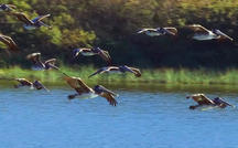 Nature: Brown Pelicans (Extended Video) 