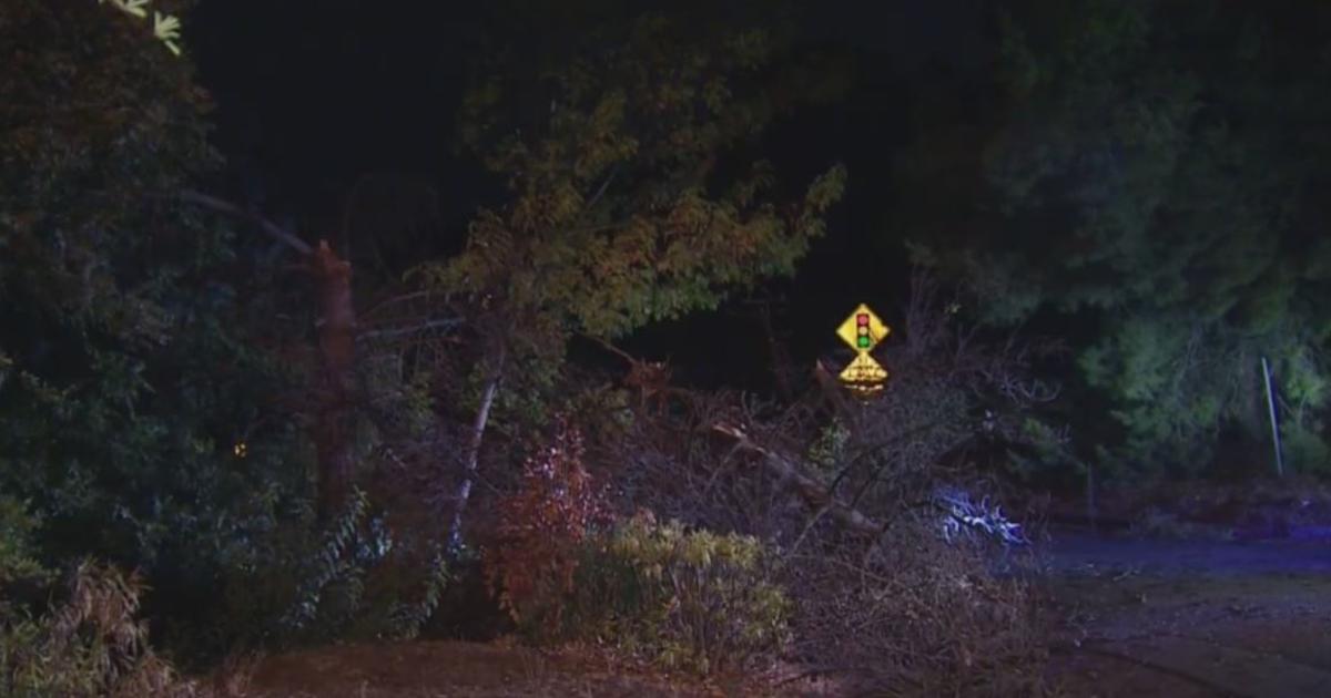 Southland Lightning Storm Downs Tree In Bel Air Sparks Tree Fire In