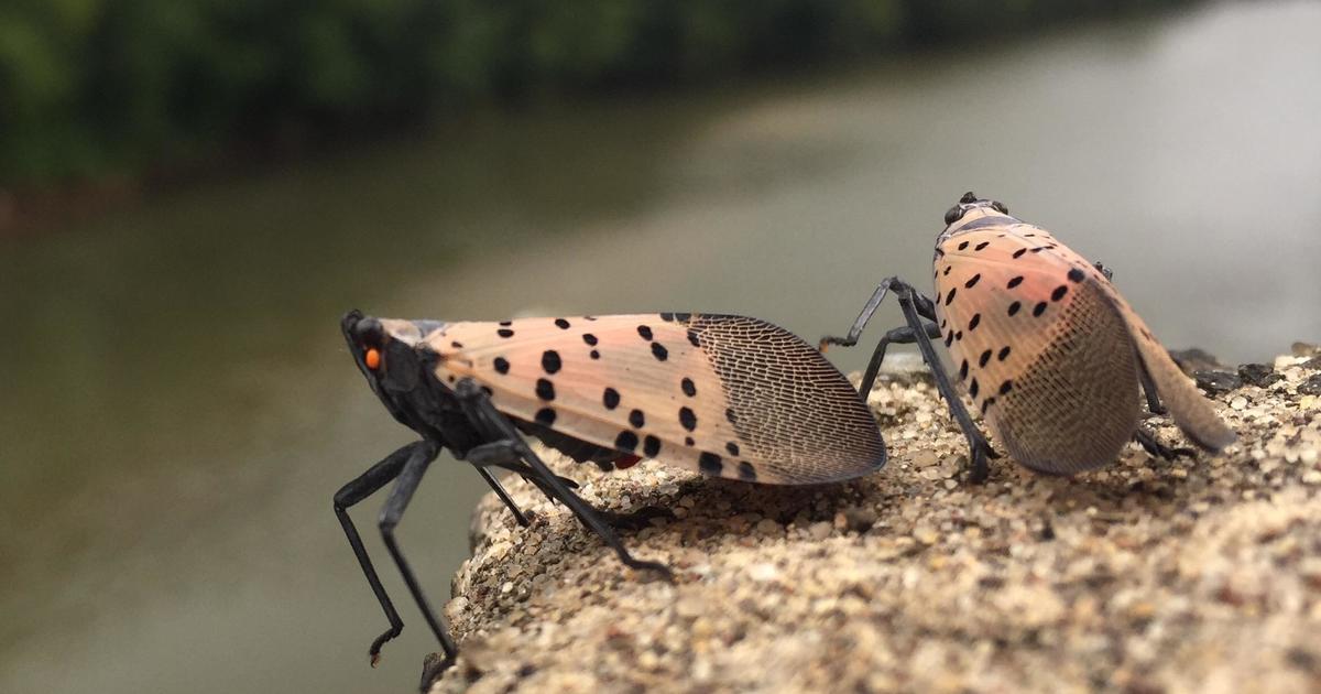 Beautiful insect can lead to "shocking" expenses for homeowners