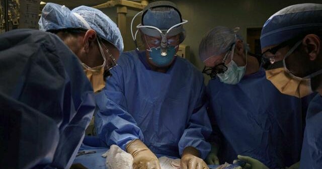 Scientists tout successful trial of pig-to-human kidney transplant