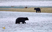 Extended Nature Video: Tongass National Forest 