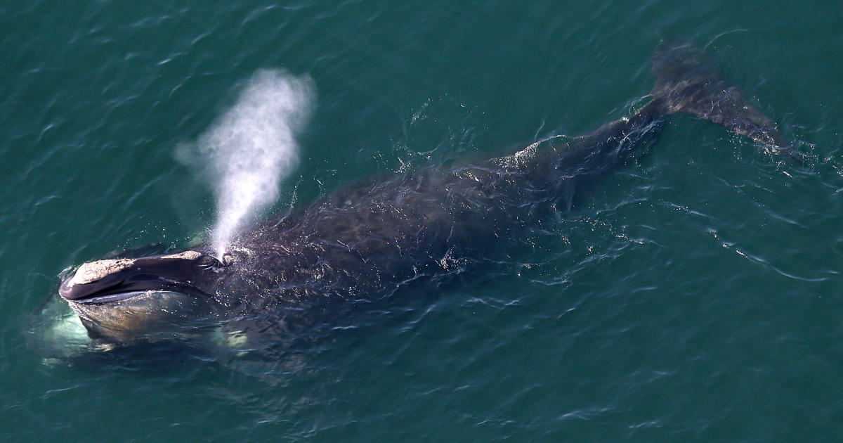 Population of critically endangered North Atlantic right whales hits near 20-year low — and humans are largely to blame