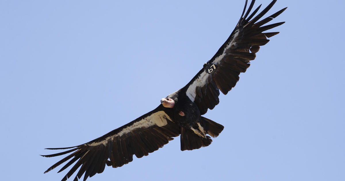 Endangered California condors can have "'virgin births," study finds