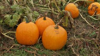 Scientists create hybrid pumpkin to withstand climate change 