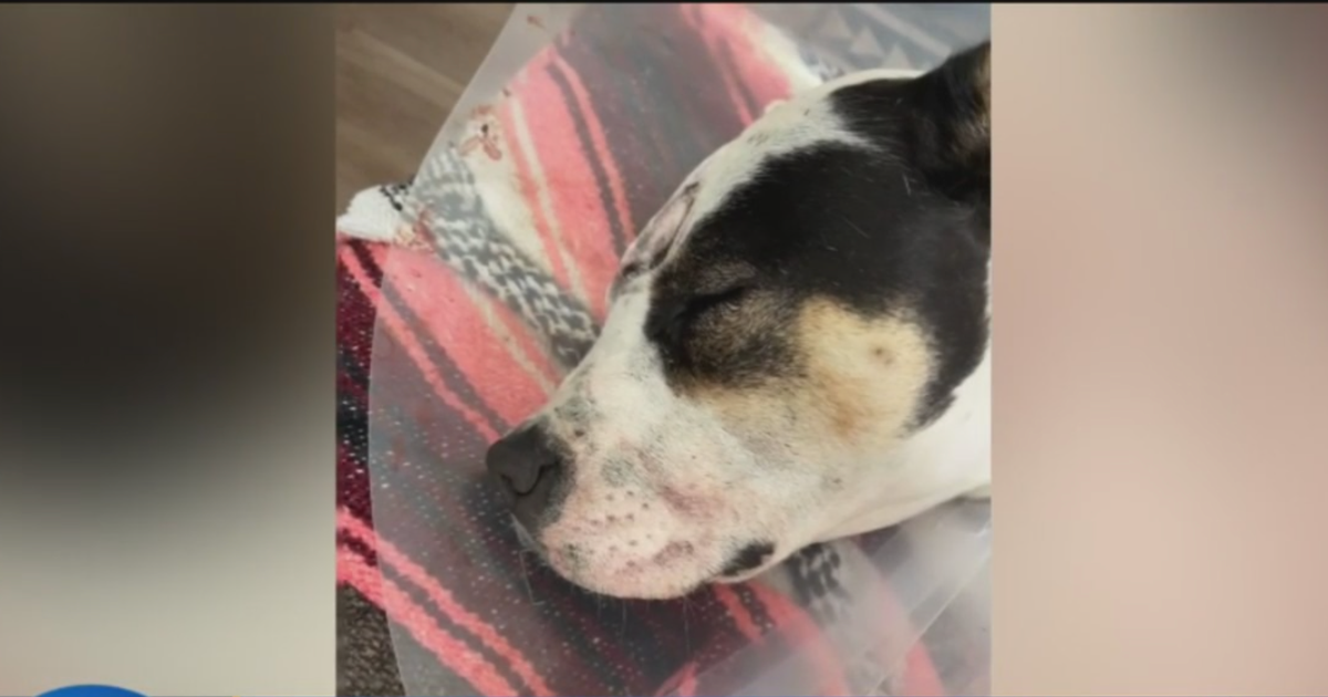 Homeowner Outraged After Police Enter Property And Shoot Dog With NonLethal Force CBS Los Angeles