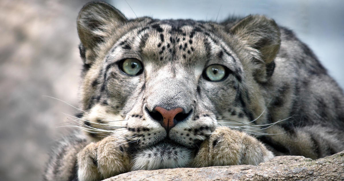 Three snow leopards die of COVID-19 at Nebraska zoo
