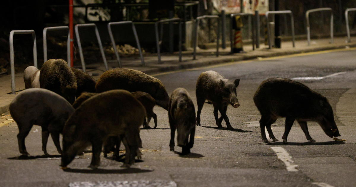 Hong Kong authorities hunt and kill wild boars after police officer and others attacked by animals