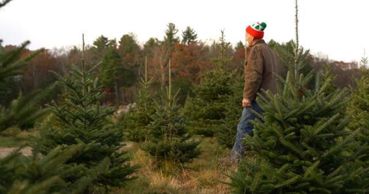 Christmas tree shortage affecting real and artificial trees ahead of holiday season