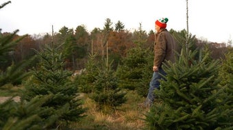 Christmas tree shortage looms over holidays 