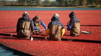 Climate change is impacting cranberry harvest​ 