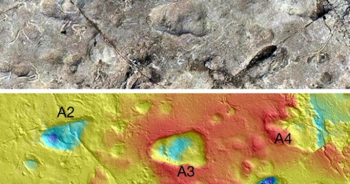 "Mystery" prehistoric footprints re-excavated for second look: Were they left by bears or human ancestors?