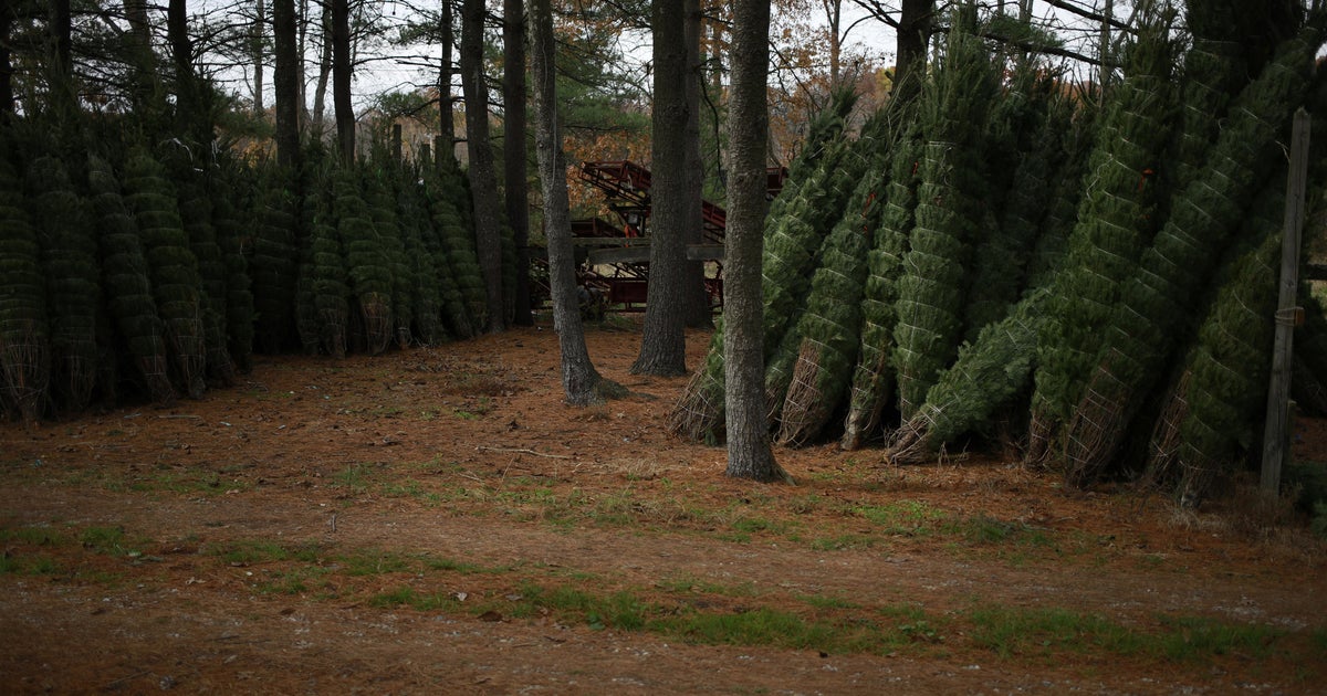 Expect to pay up to 30% more for a Christmas tree this year - Vimarsana News
