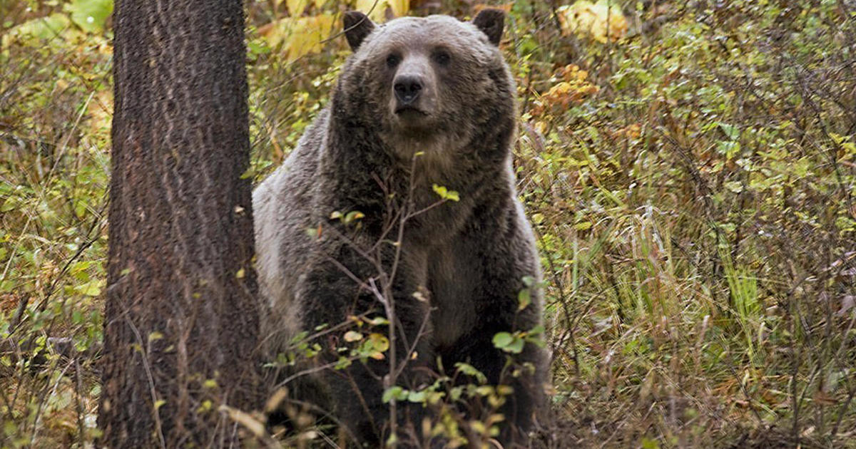 Montana authorities are not trying to track down grizzly bear suspected of killing hiker who was “well aware of the risks”
