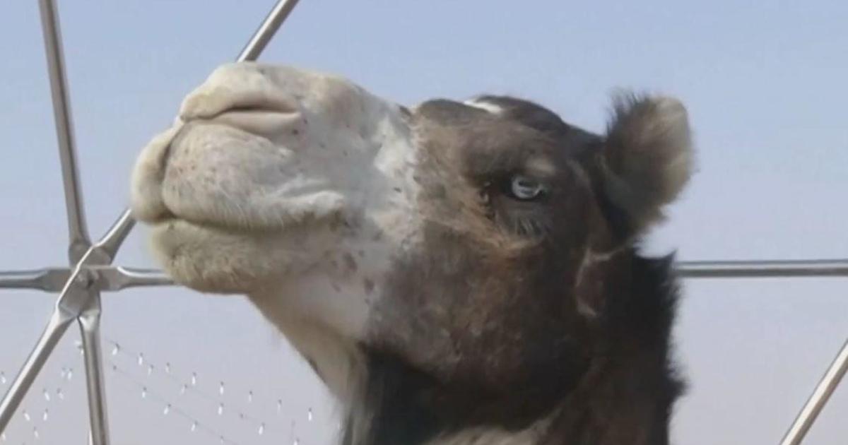 Over 40 camels disqualified from Saudi beauty contest over Botox, other artificial touch-ups