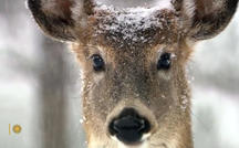 Nature: Snowfall in South Dakota 