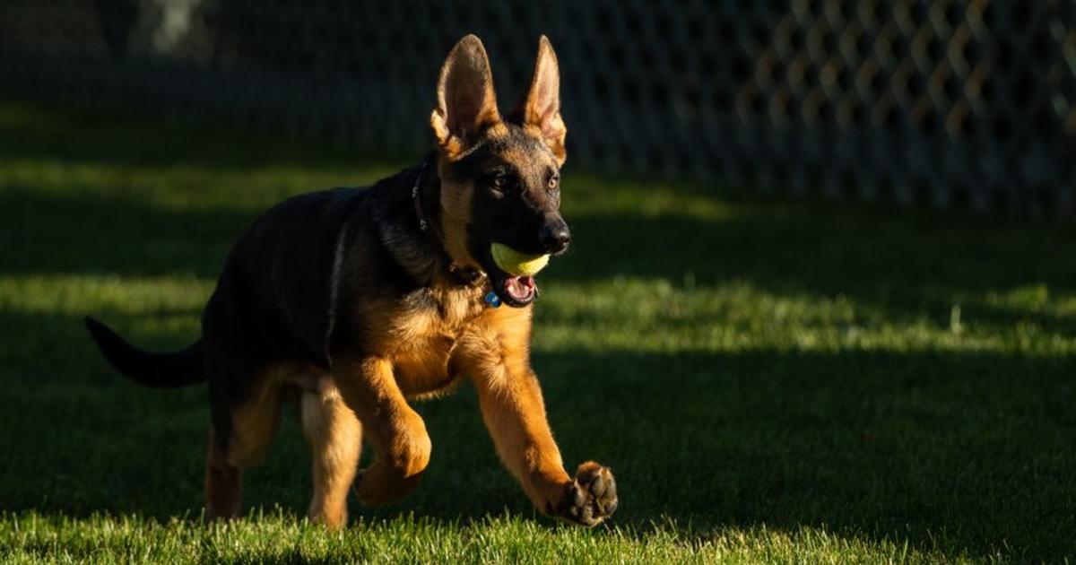 Bidens welcome new dog named Commander