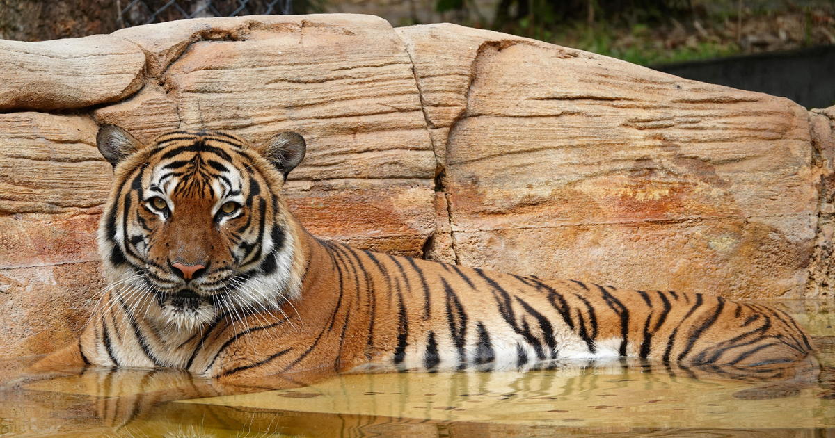Tiger in Florida zoo shot to death after grabbing man's arm and dragging it, zoo says