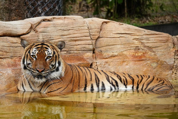 Eko the tiger is seen at the the Naples Zoo, in Naples, Florida 