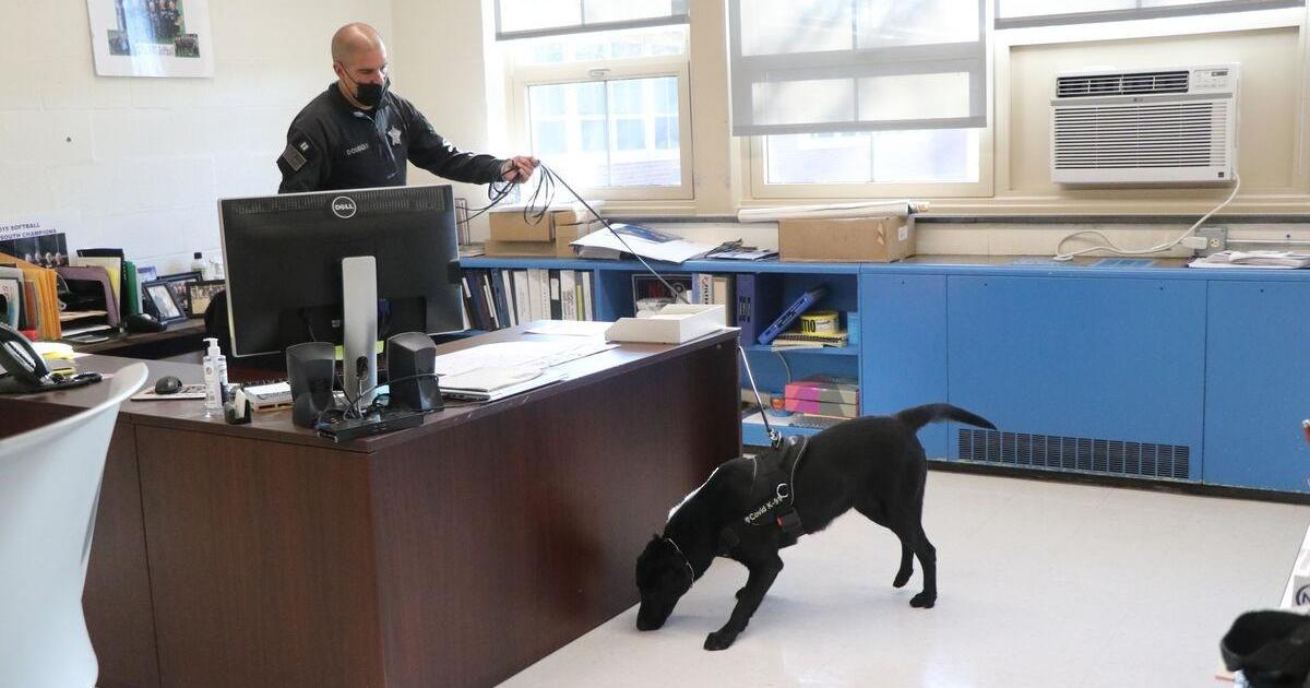 Meet the police dogs sniffing out COVID-19 at Massachusetts schools