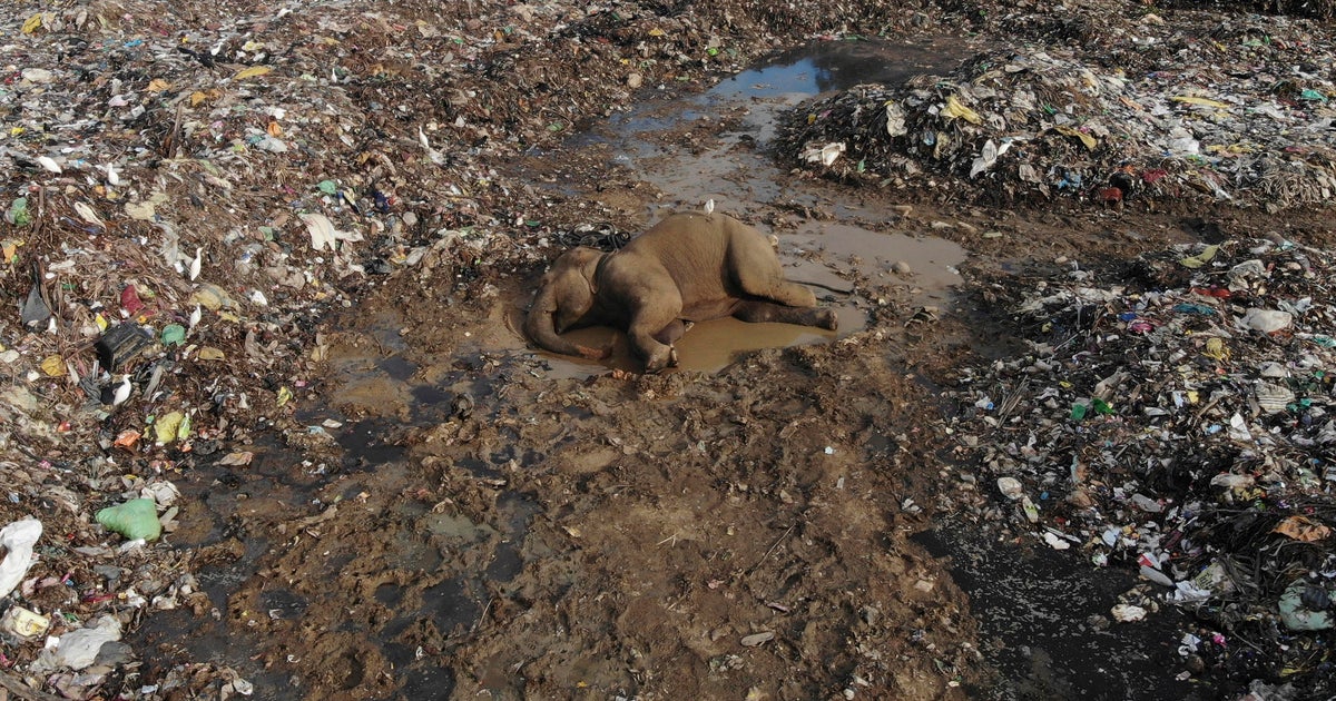 Elephants are dying from eating plastic waste in an open landfill