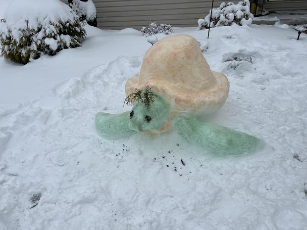 snow-turtle.jpeg.jpg 