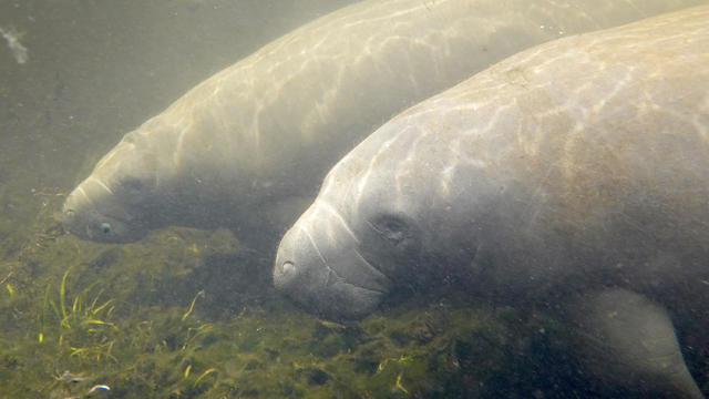 Conservationists Plant Sea Grasses In Effort To Save Florida Manatees 