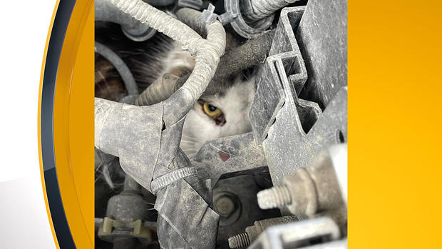 cat-wedged-in-engine 