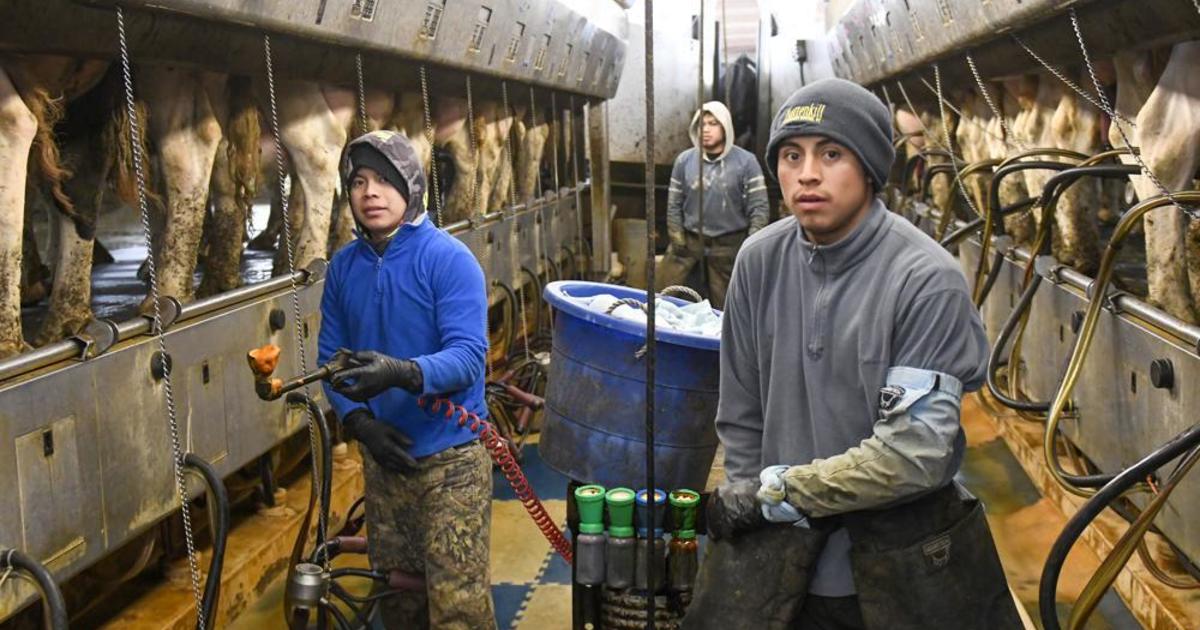 Farmhands often work 60 hours without getting OT pay. New York wants to change that.