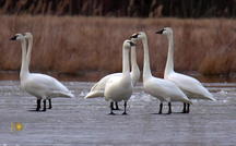 Extended Nature Video: Trumpeter swans in New York 