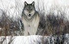 0130-60minutes-whitaker-wolves-884237-640x360.jpg 