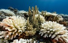 Coral Reefs And White Death 