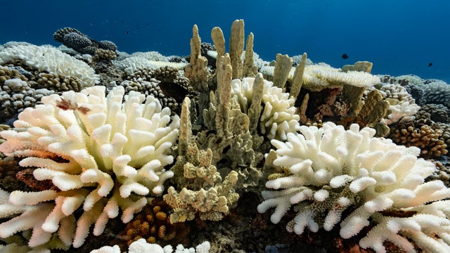 Coral Reefs And White Death 