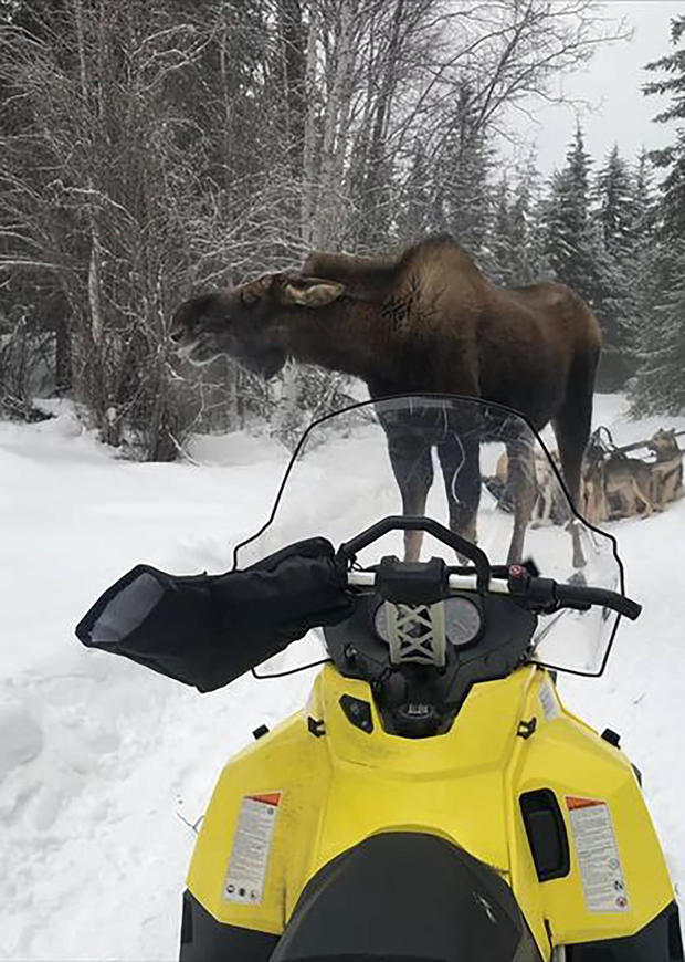 Iditarod-Moose Attack 