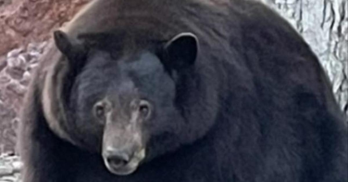 500-pound bear known as "Hank the Tank" breaks into another Lake Tahoe home: "Lost all fear of people"