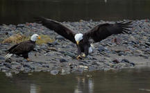 Nature: Eagles in Washington state 