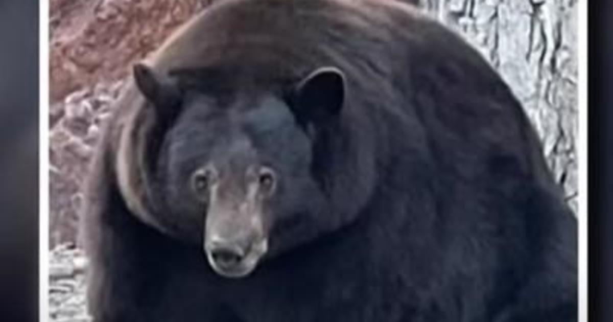 500-pound bear known as "Hank the Tank" may be innocent in most home break-ins