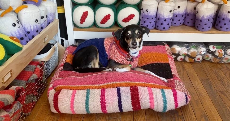 Ethical canine fashion finds a home at Gone to the Dogs in Park Slope - Vimarsana News