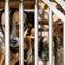 Shelter at Ukraine-Poland border takes in pets stranded in war