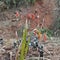 No signs of survivors in China Eastern plane crash